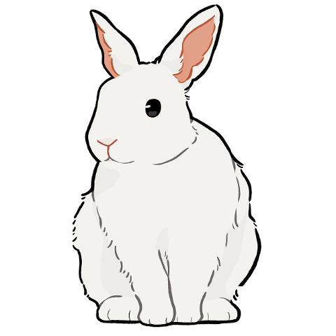 bunny-rabbit-white-hare-animal-6037010